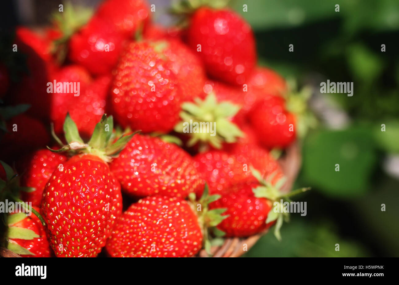 fresh strawberry outdoor Stock Photo - Alamy