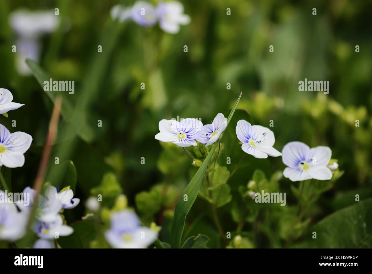 wild spring flower in a field Stock Photo Alamy
