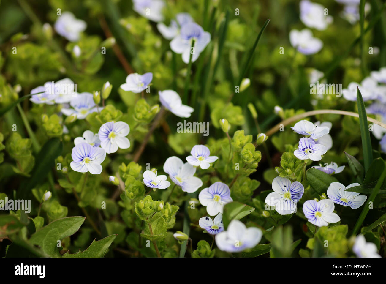 wild spring flower in a field Stock Photo Alamy