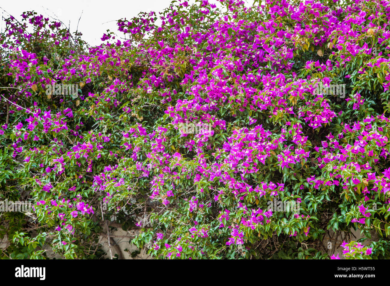 clumps of bougainvillea glabra Stock Photo