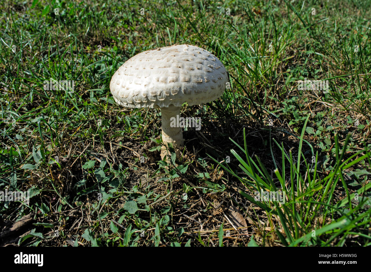 A beautiful white mushroom growing in the grass. Stock Photo