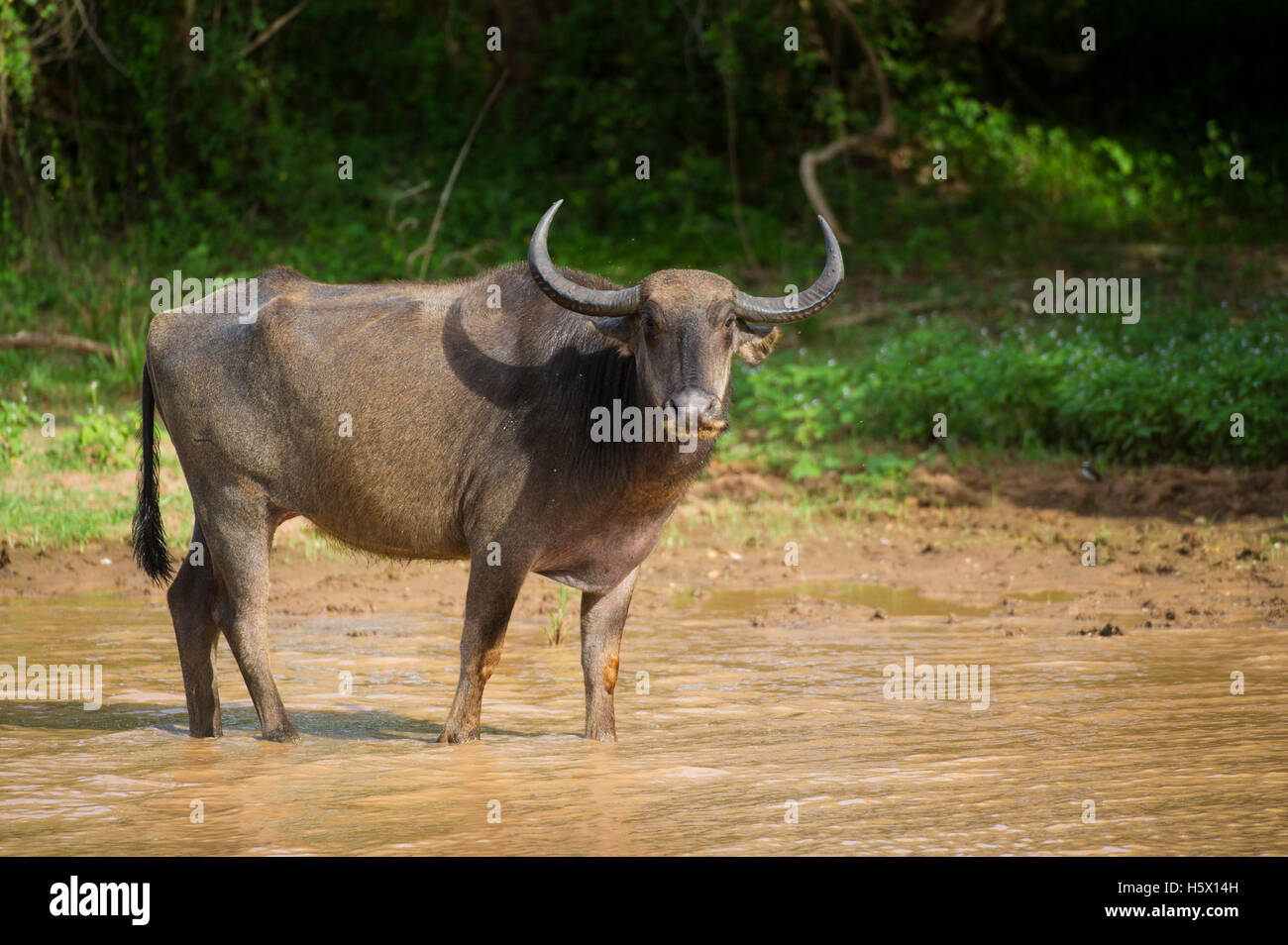 Wild water buffalo, Bubalus arnee, Yala National Park, Sri Lanka Stock Photo