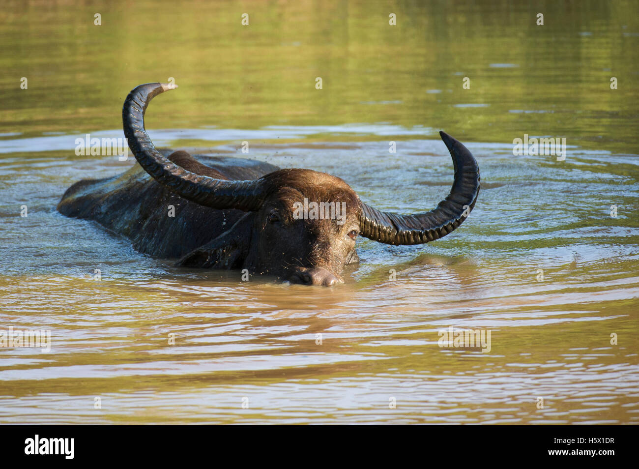 Wild water buffalo lying in water, Bubalus bubalus, Yala National Park, Sri Lanka Stock Photo