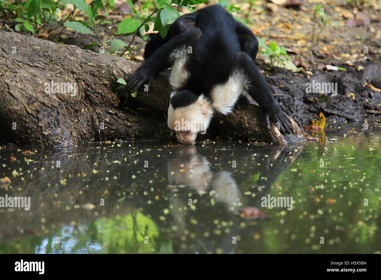 White-faced capuchin monkey (Cebus capucinus) drinking from pool. Palo Verde National Park, Guanacaste, Costa Rica. Stock Photo