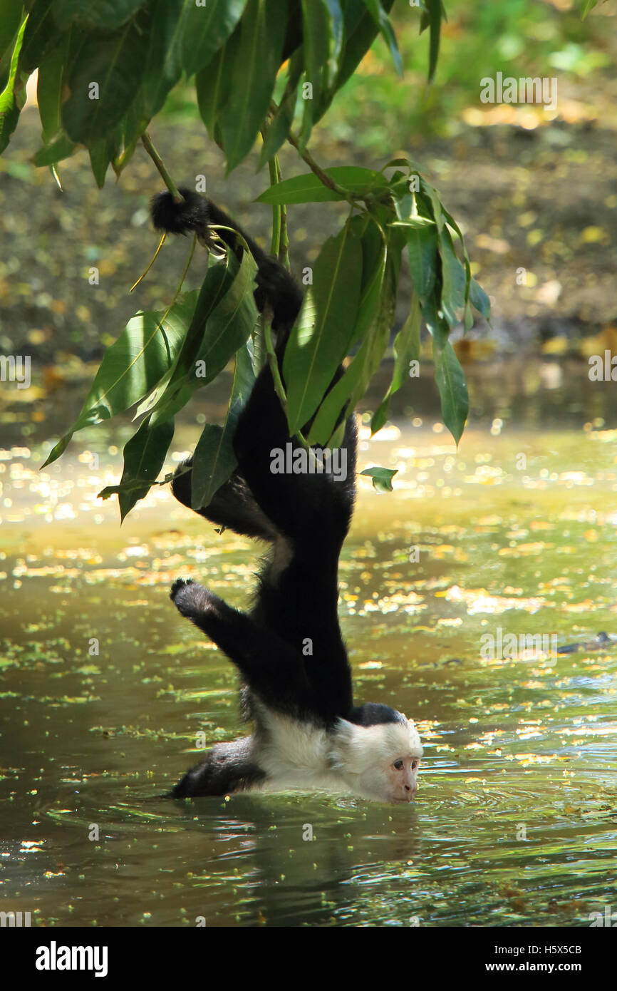 White-faced capuchin monkey (Cebus capucinus) hanging by prehensile tail to drink from pool. Palo Verde National Park, C Rica Stock Photo