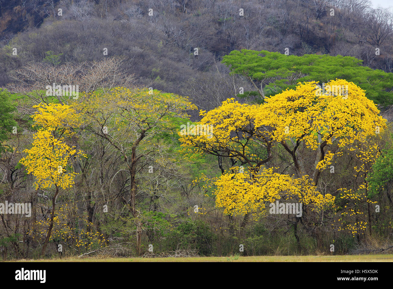 Yellow Cortez (Tabebuia ochracea) trees in flower. Tropical dry forest, Guanacaste, Costa Rica. Stock Photo