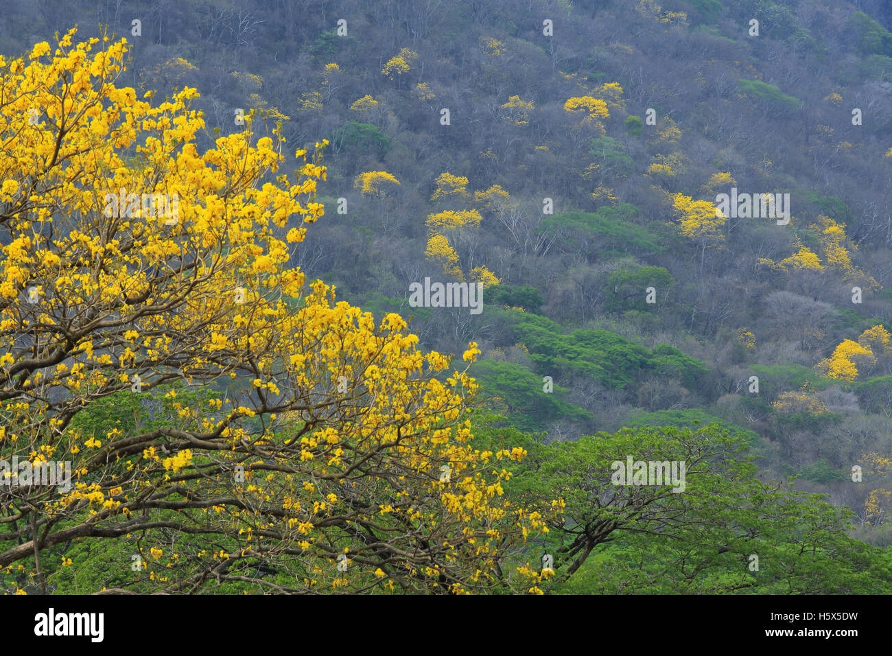 Yellow Cortez (Tabebuia ochracea) trees in flower. Tropical dry forest near Barra Honda National Park, Guanacaste, Costa Rica. Stock Photo