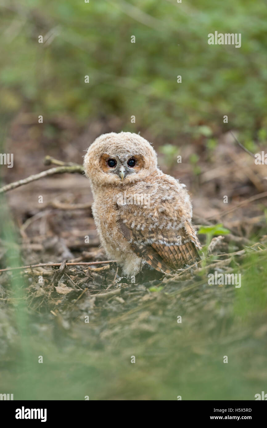Tawny Owl / Waldkauz (Strix aluco), very young fledgling, sitting on the ground of a forest, dark eyes wide open, cute and funny Stock Photo