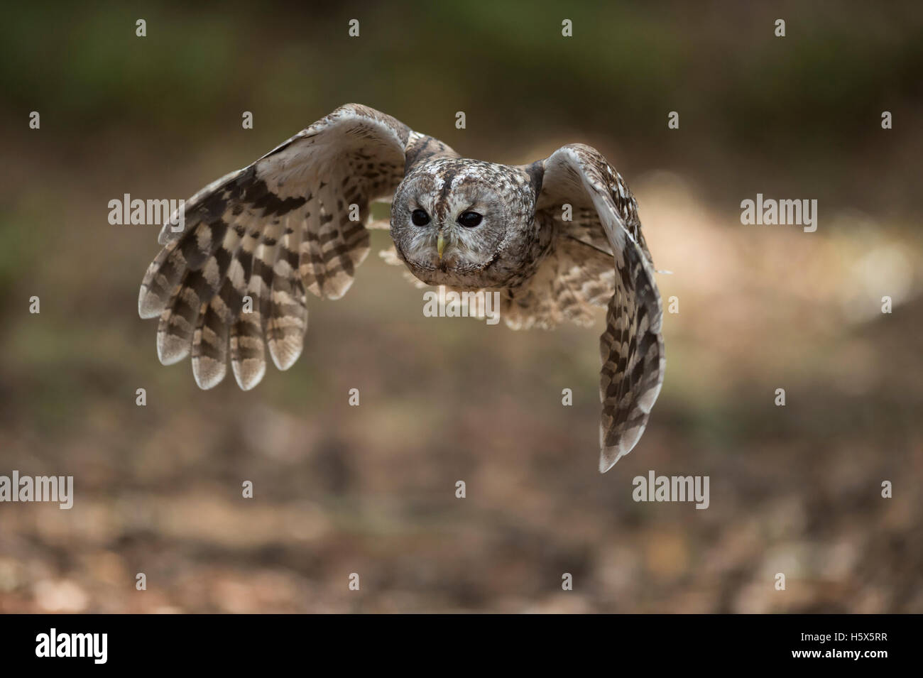 Tawny Owl ( Strix aluco ) in flight, flying, hunting, beating its wings, frontal shot, attentive bright wide open eyes. Stock Photo