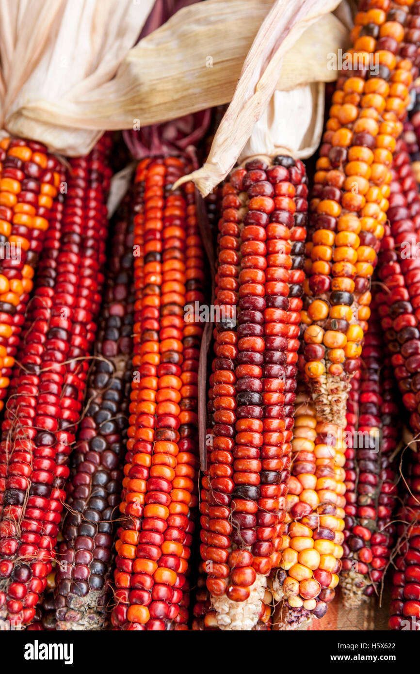 Colored field corn Stock Photo Alamy