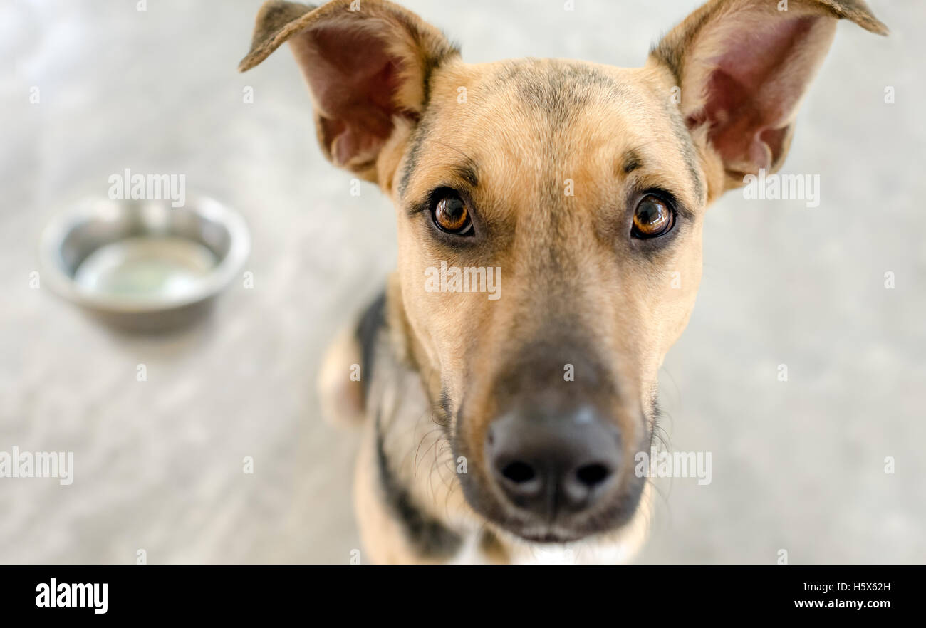 Dog food bowl is an adorable German Shepherd looking and waiting eagerly for his bowl to be filled with food. Stock Photo