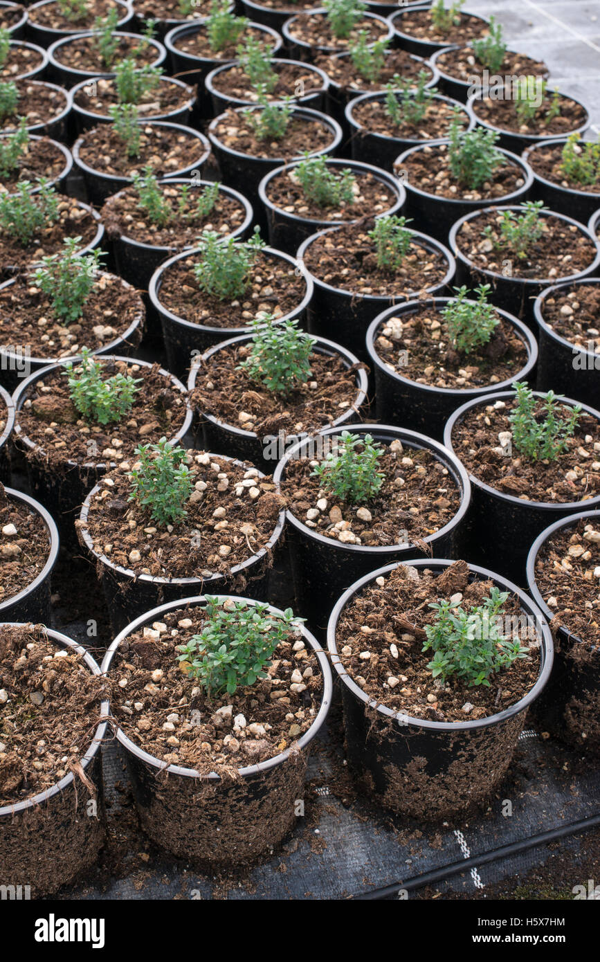 Thyme in pots in spices farm Stock Photo Alamy