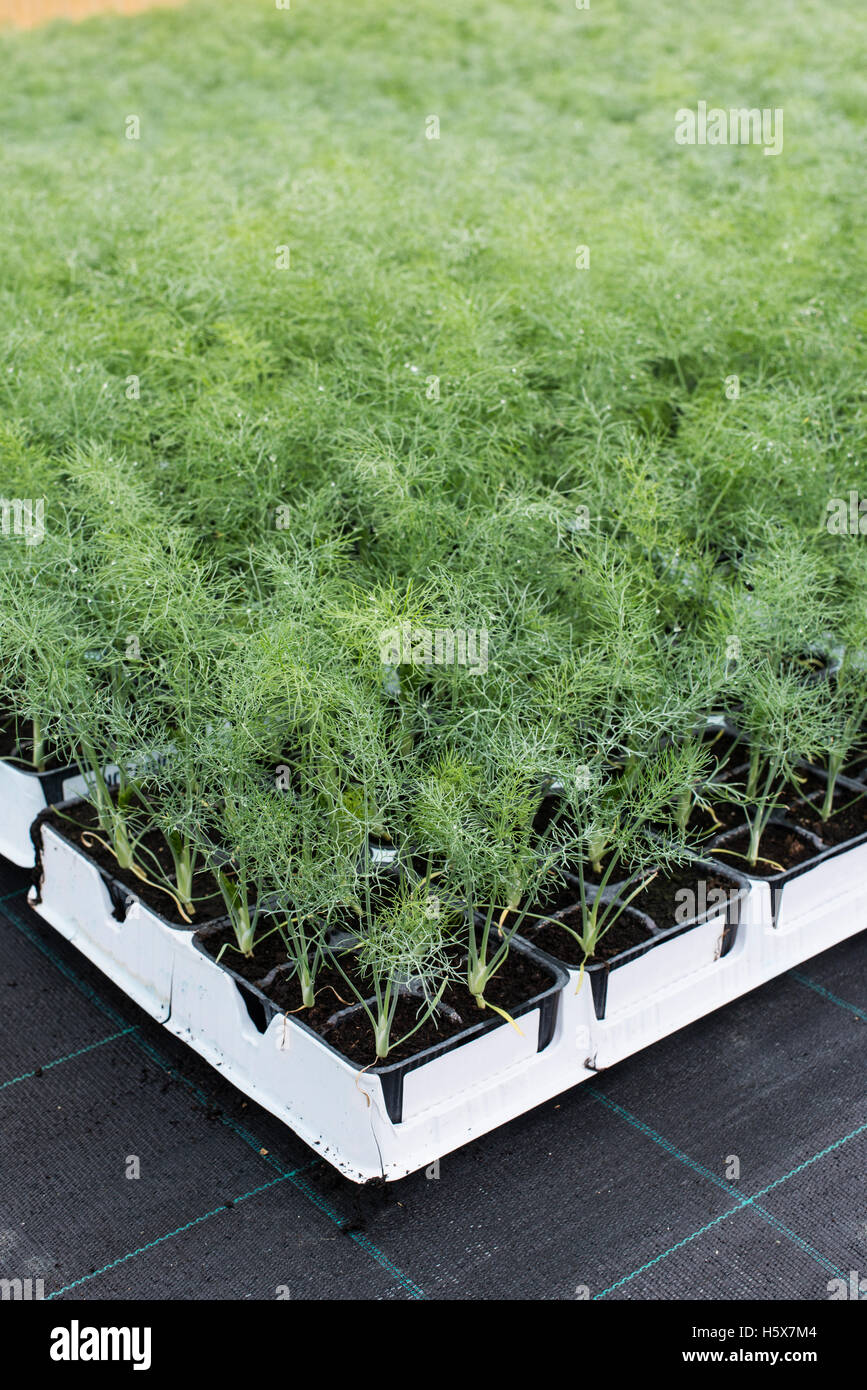 Dill in pots in greenhouse Stock Photo Alamy