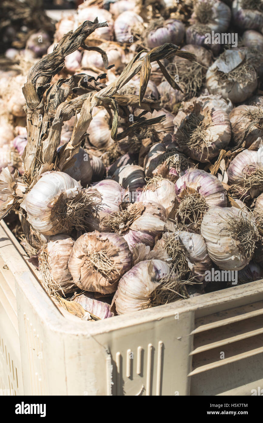 Braided dry garlic on the market in France. Close up Stock Photo
