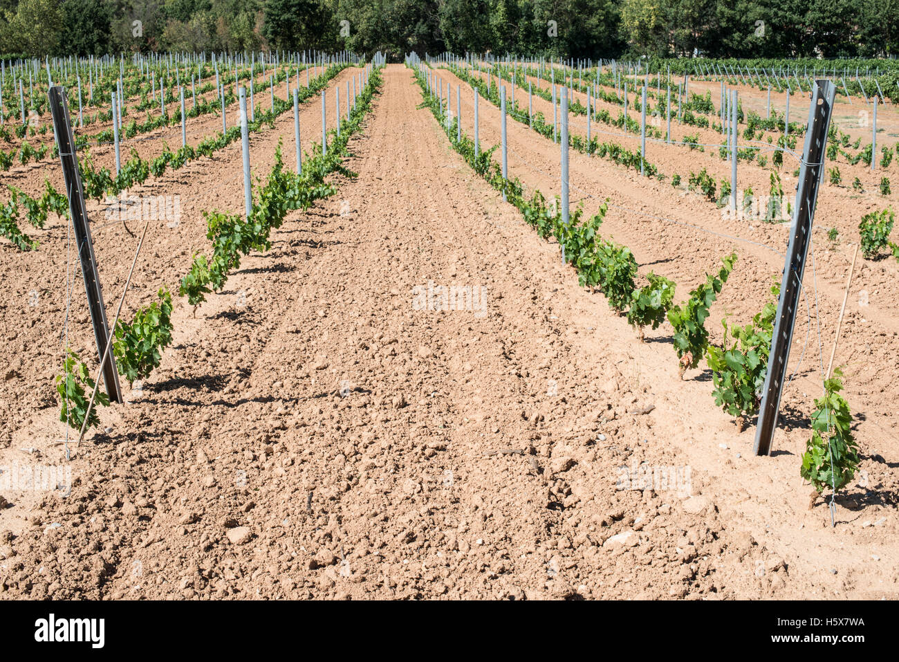 Young vines in rows Stock Photo