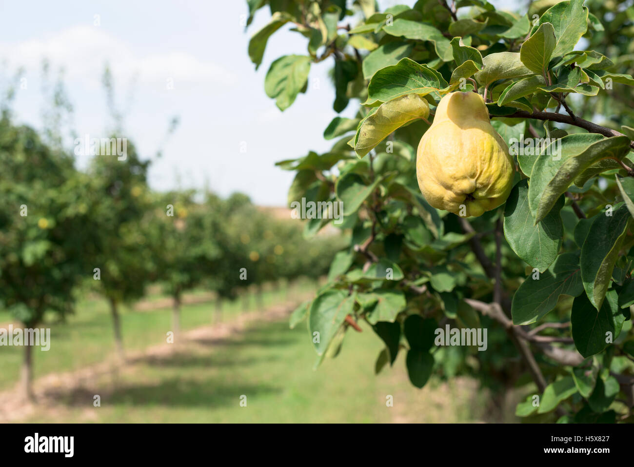 Quince orchard. Quince trees Stock Photo Alamy