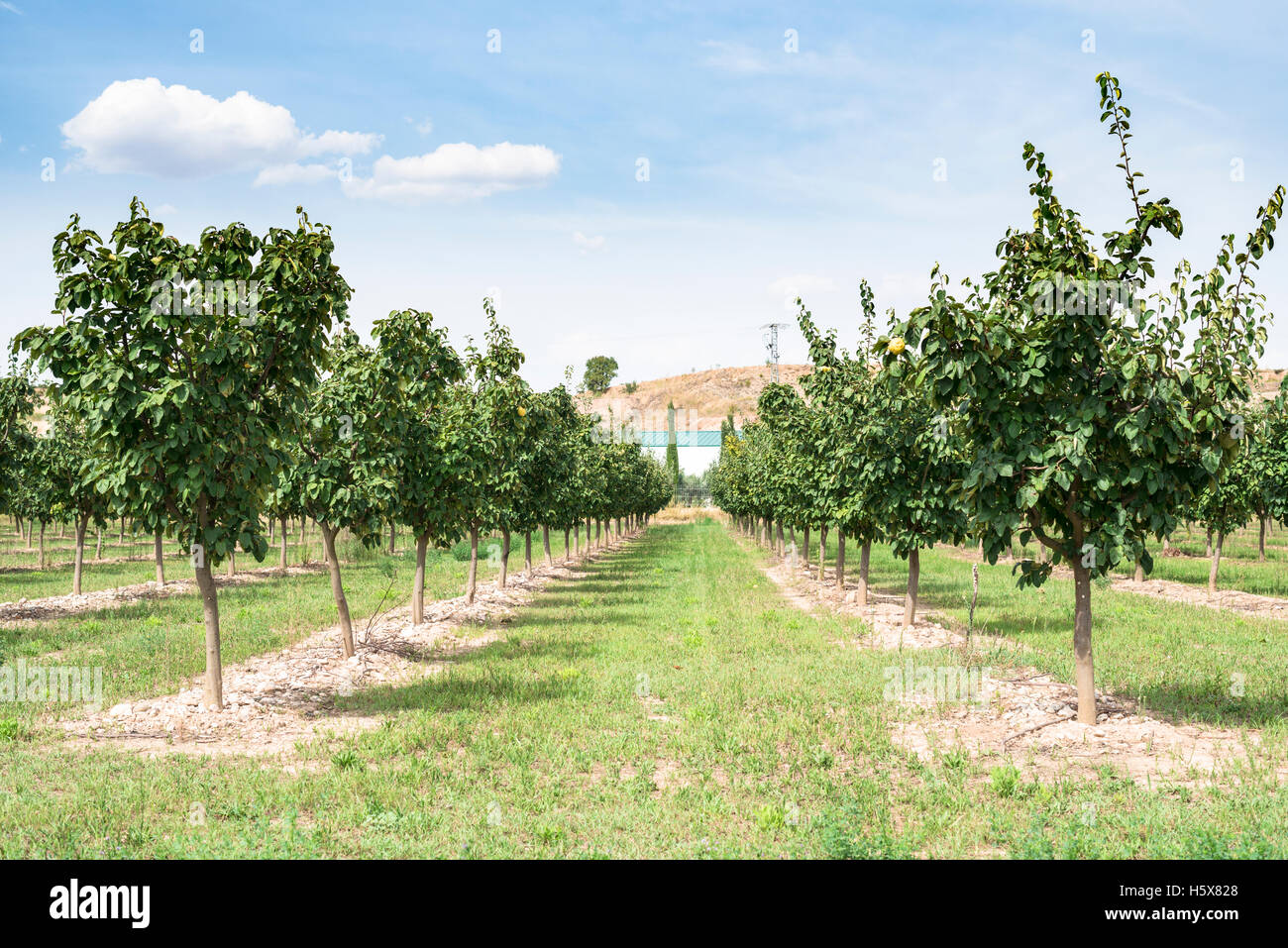 Quince orchard. Quince trees. Stock Photo