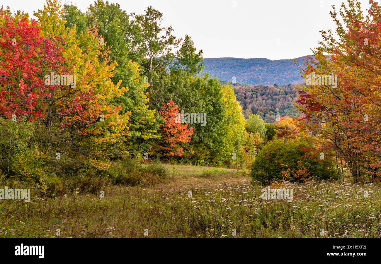 Colorful Autumn foliage on the Shaverton Trail in Andes in the Catskills Mountains of New York. Stock Photo