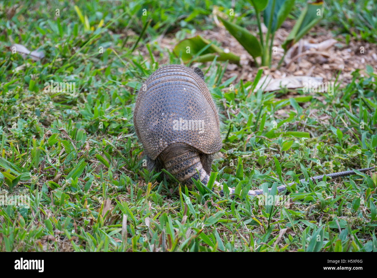 Armadillo Costa Rica Central America Stock Photo