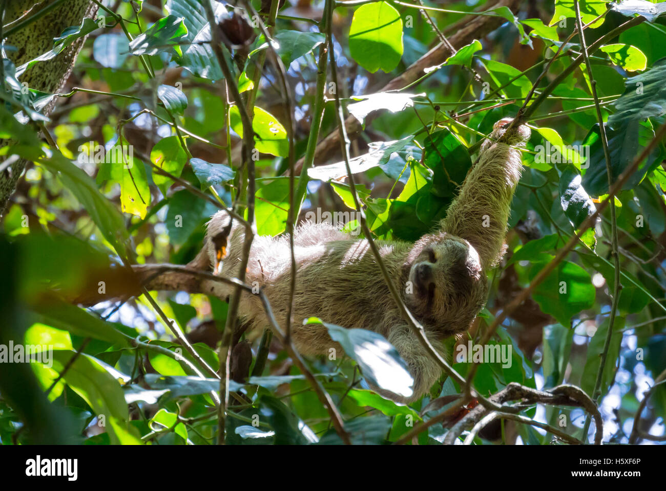 Three-toed Sloth Manuel Antonio National Park Costa Rica Central America Stock Photo