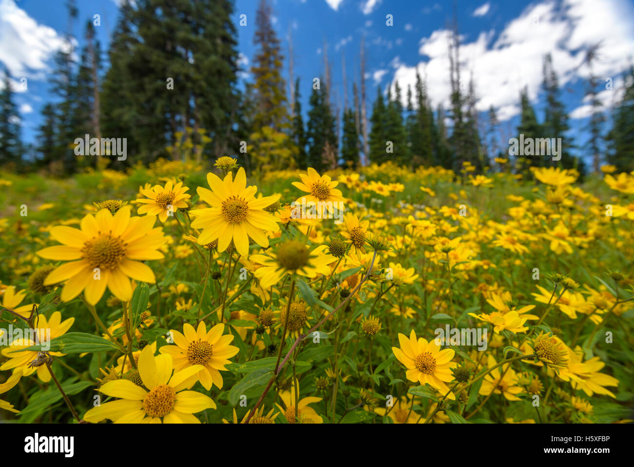 Little Sunflower (Helianthella uniflora), Cedar Breaks National Monument, Utah. Stock Photo
