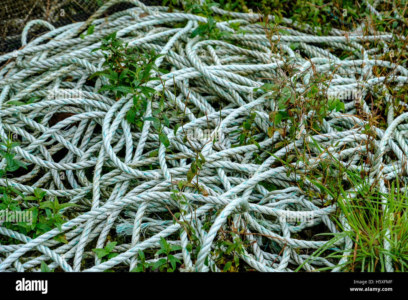 Grass and weeds growing through a tangle of fisherman's rope Stock Photo