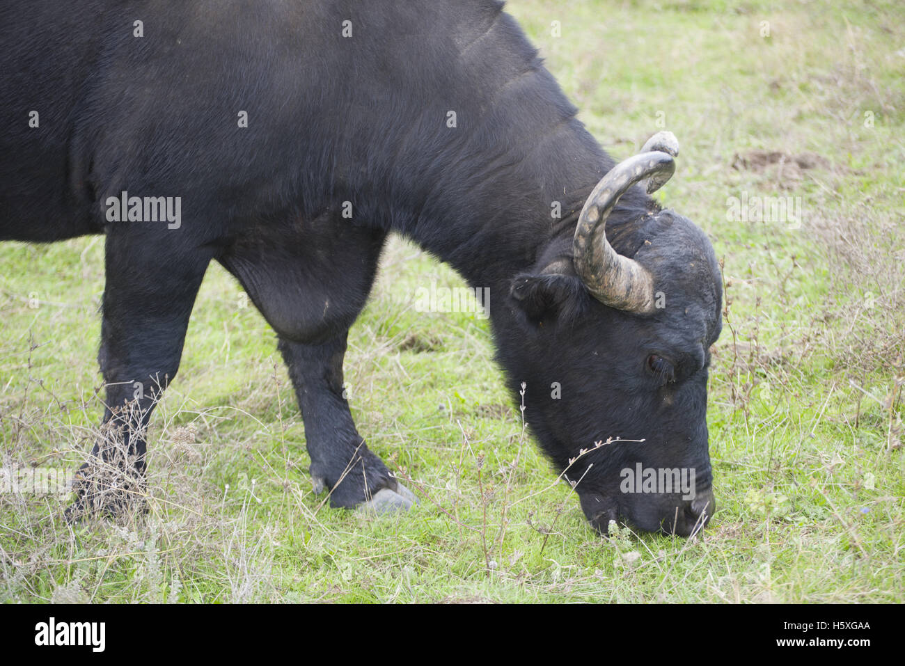 Carpathian water buffalo - this subspecies European Wild Water Buffalo or water buffalo  (Bubalis murrensis), Stock Photo