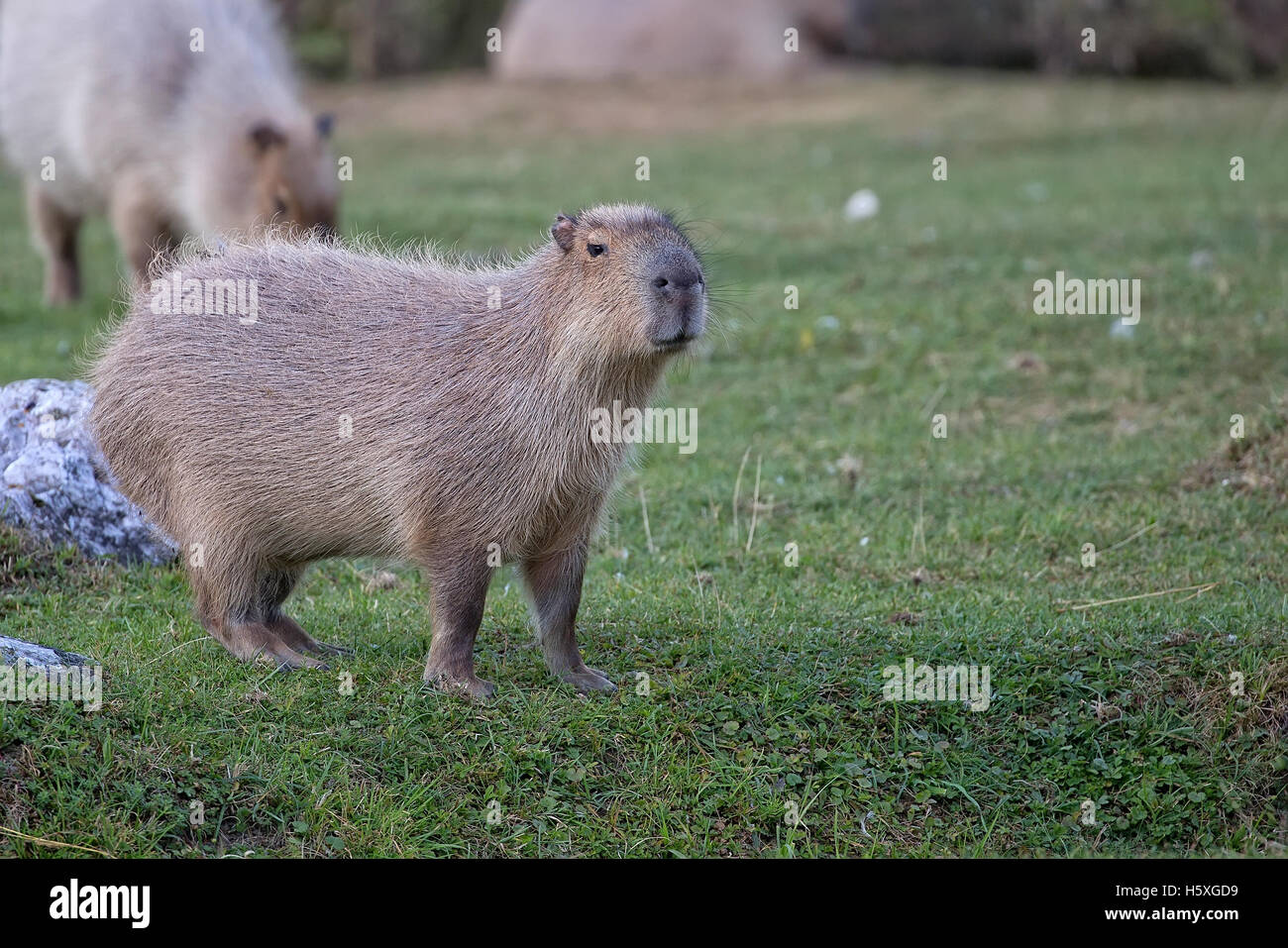 Capybara in a clearing in the wild Stock Photo
