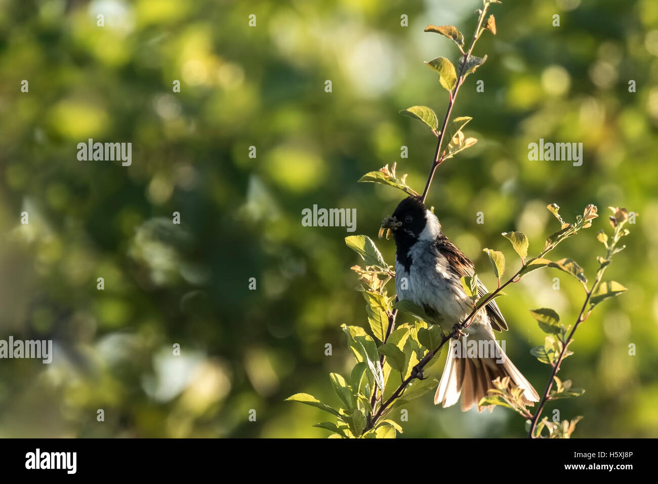 A common reed bunting Emberiza schoeniclus sings a song in a tree on a sunny evening during Spring season Stock Photo