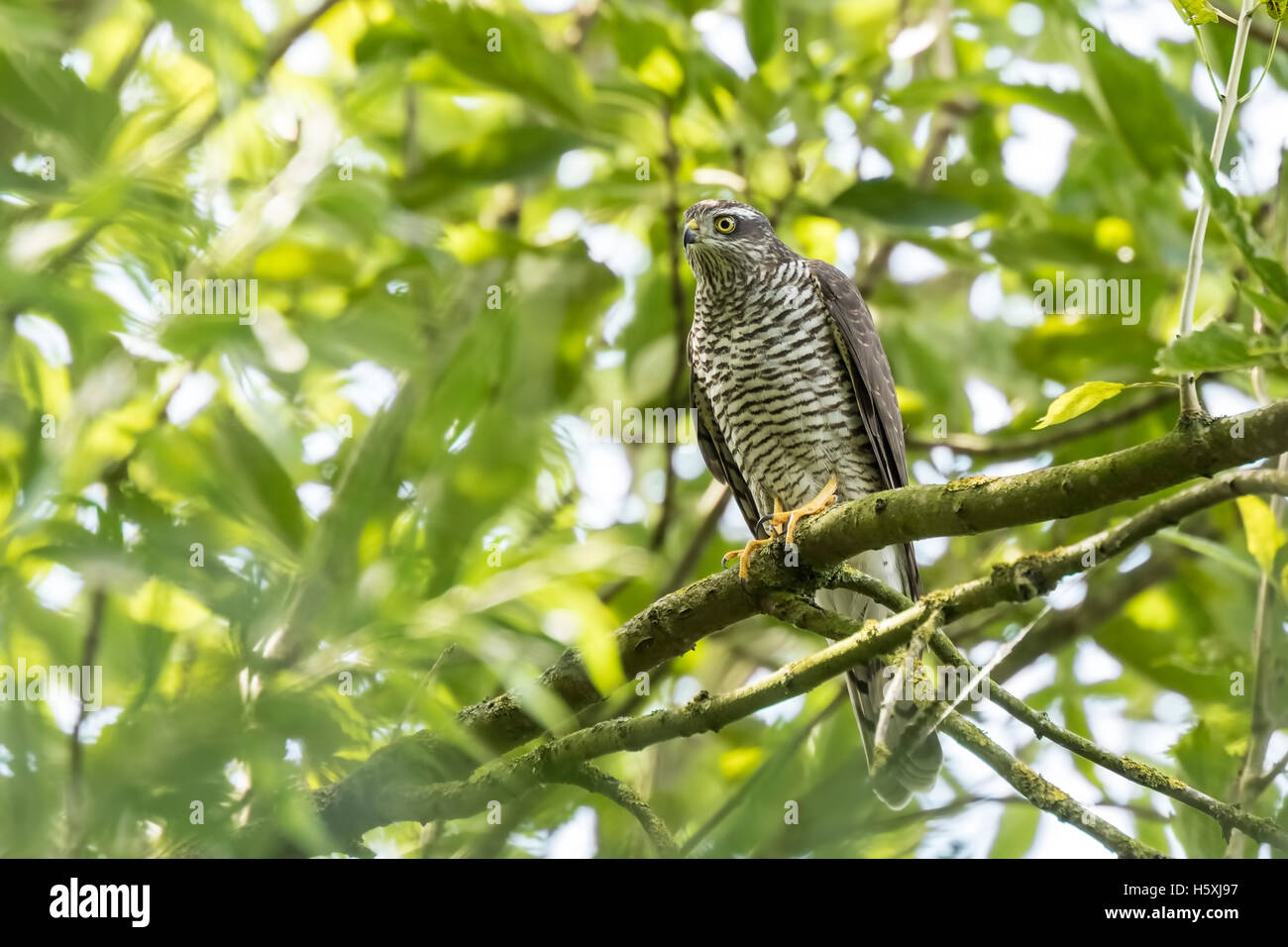 Close-up of a female goshawk, Accipiter gentilis. This bird of prey is perched on a branch in a green tree. Stock Photo