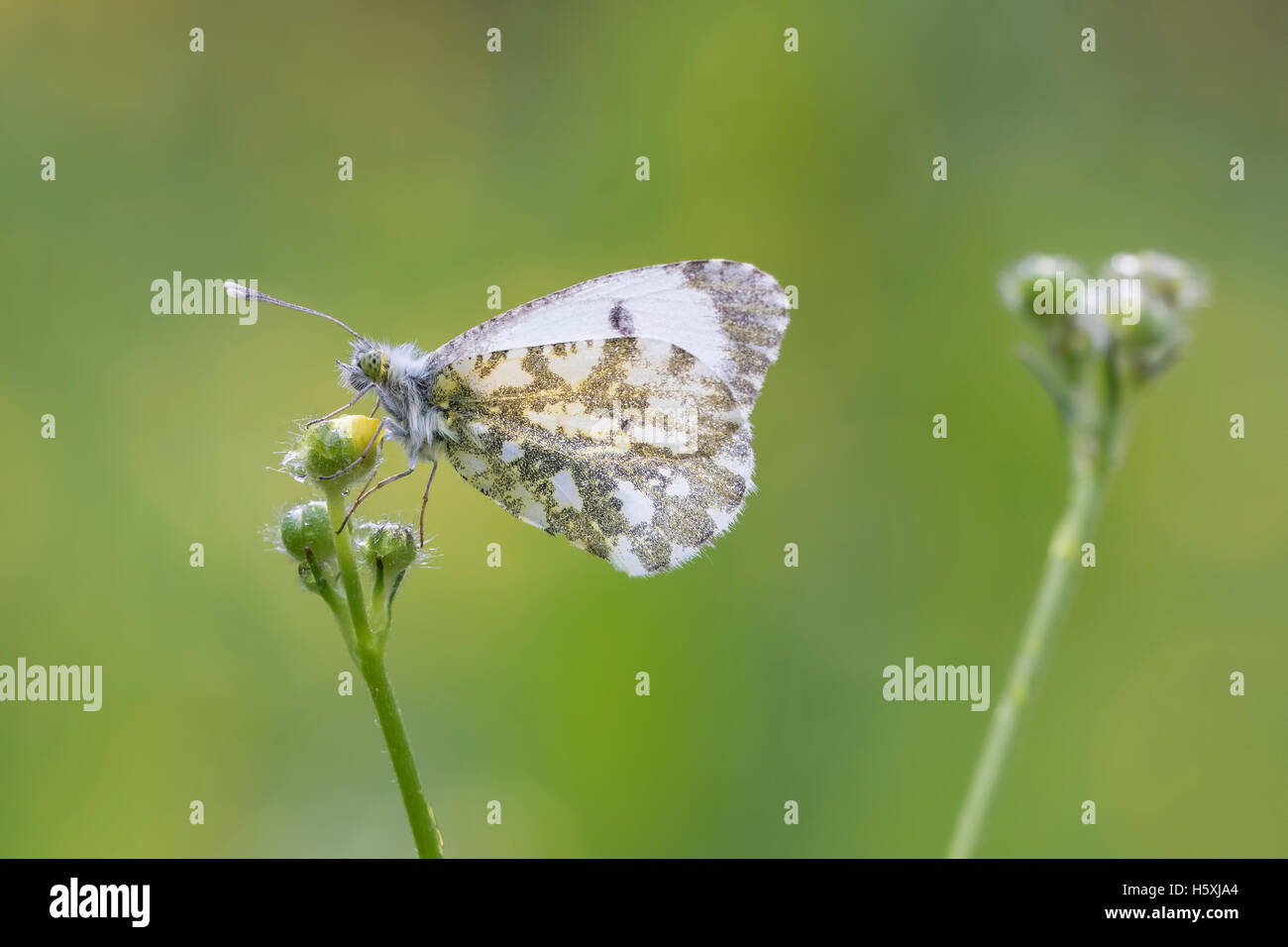 Side view close-up of a Female Orange tip butterfly (anthocharis cardamines) drying her wings in the sun in a meadow during spri Stock Photo