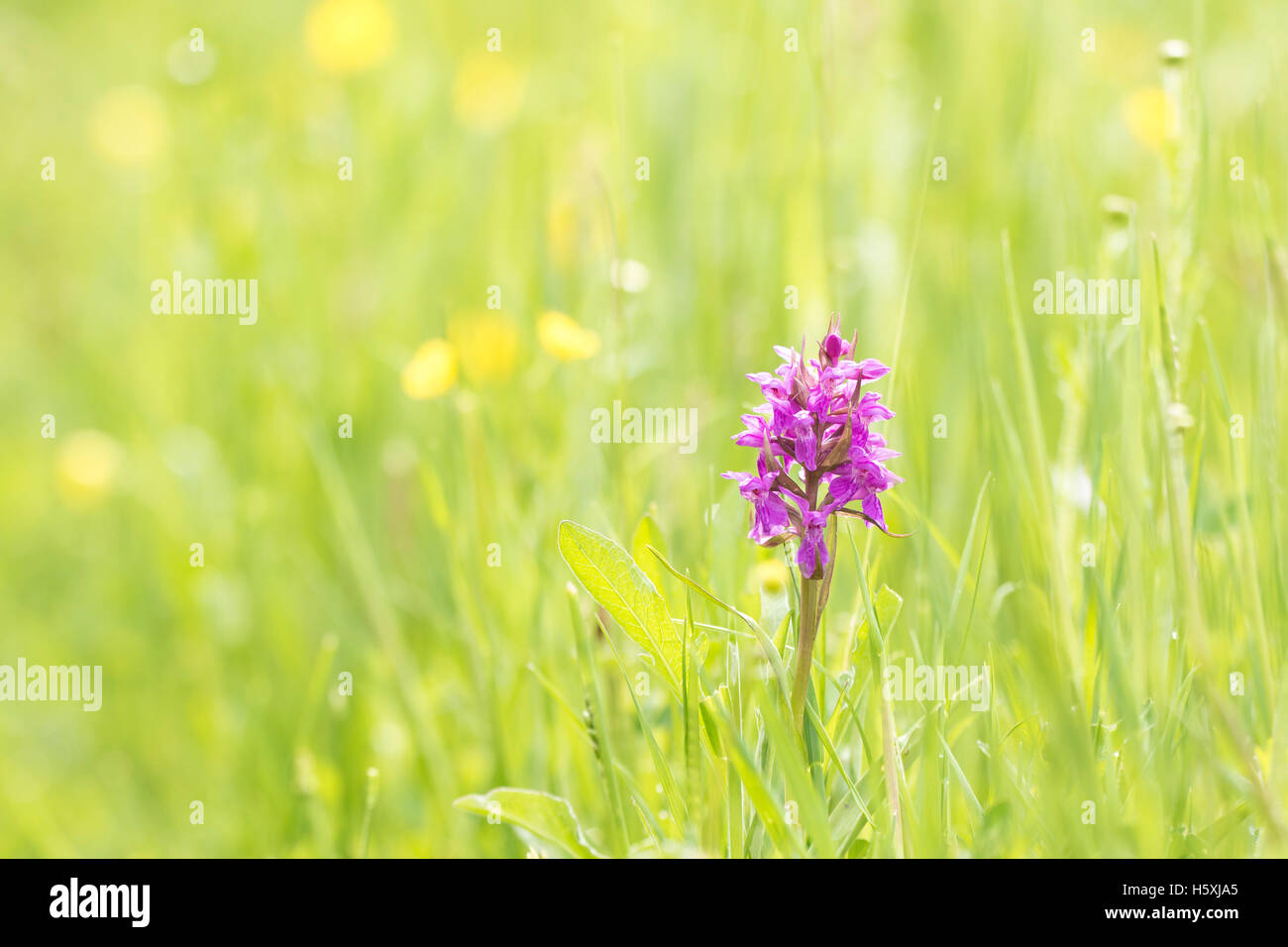 Close-up of a purple common spotted orchid flower (Dactylorhiza fuchsii) blooming in a meadow in a forest during spring season. Stock Photo