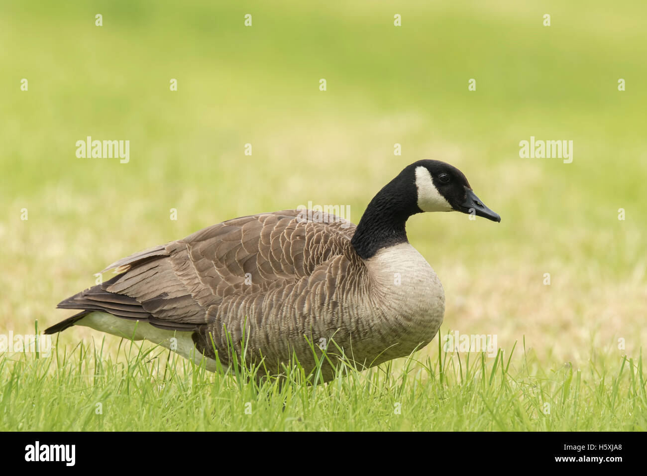 Close-up of a Canada goose (Branta canadensis) walking in a meadow Stock Photo