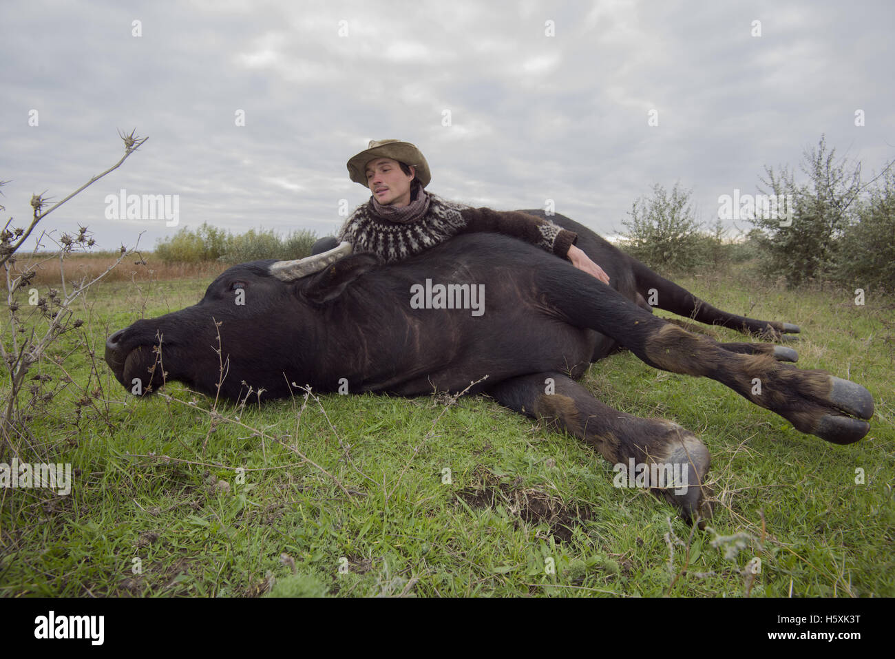 Farmer lying on the grass next to the Carpathian water buffalo this