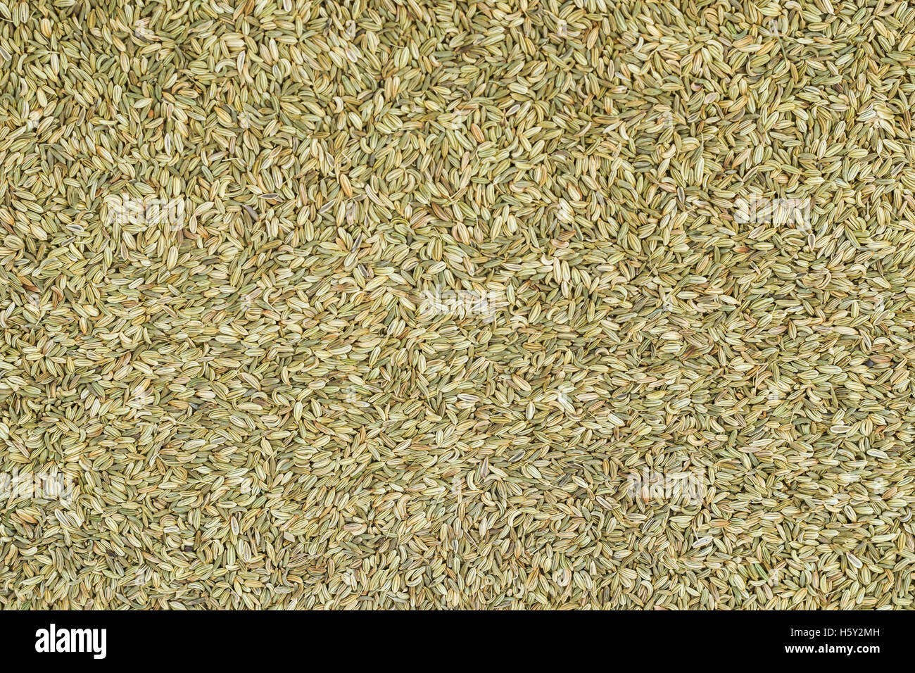 Top view of organic fennel seeds (saunf) Stock Photo