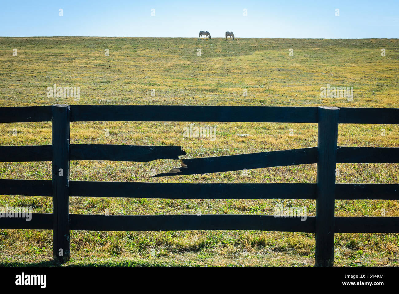 Two white horses in pasture with a broken wooden fence. Stock Photo