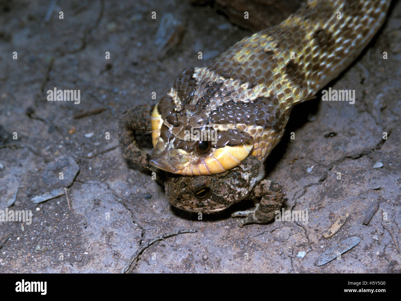 Western Hog-nosed Snake  Heterodon nasicus kennerlyi Chiricahua Mountains, Cochise County, Arizona, United States August 2001 Stock Photo