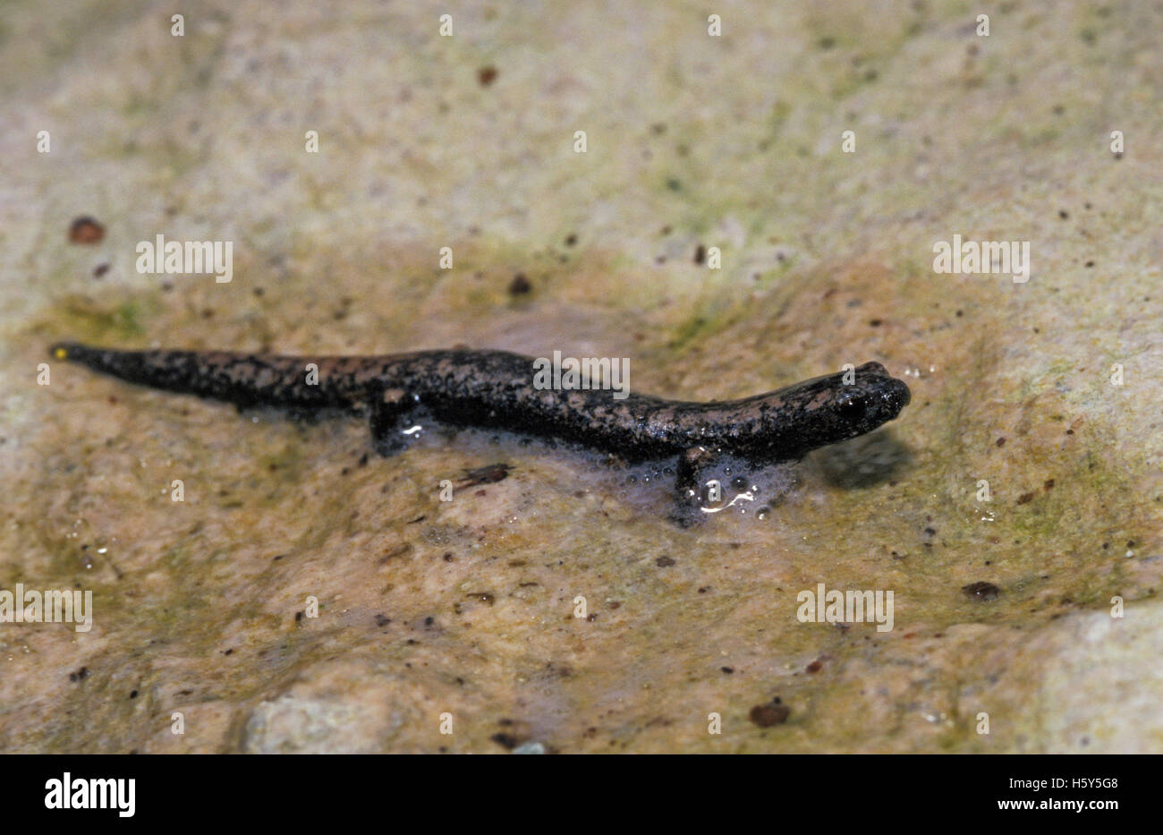 Yucatán Mushroomtongue Salamander  Bolitoglossa yucatana Becan Ruins, Campeche, Mexico January 2002       Adult        Plethodon Stock Photo