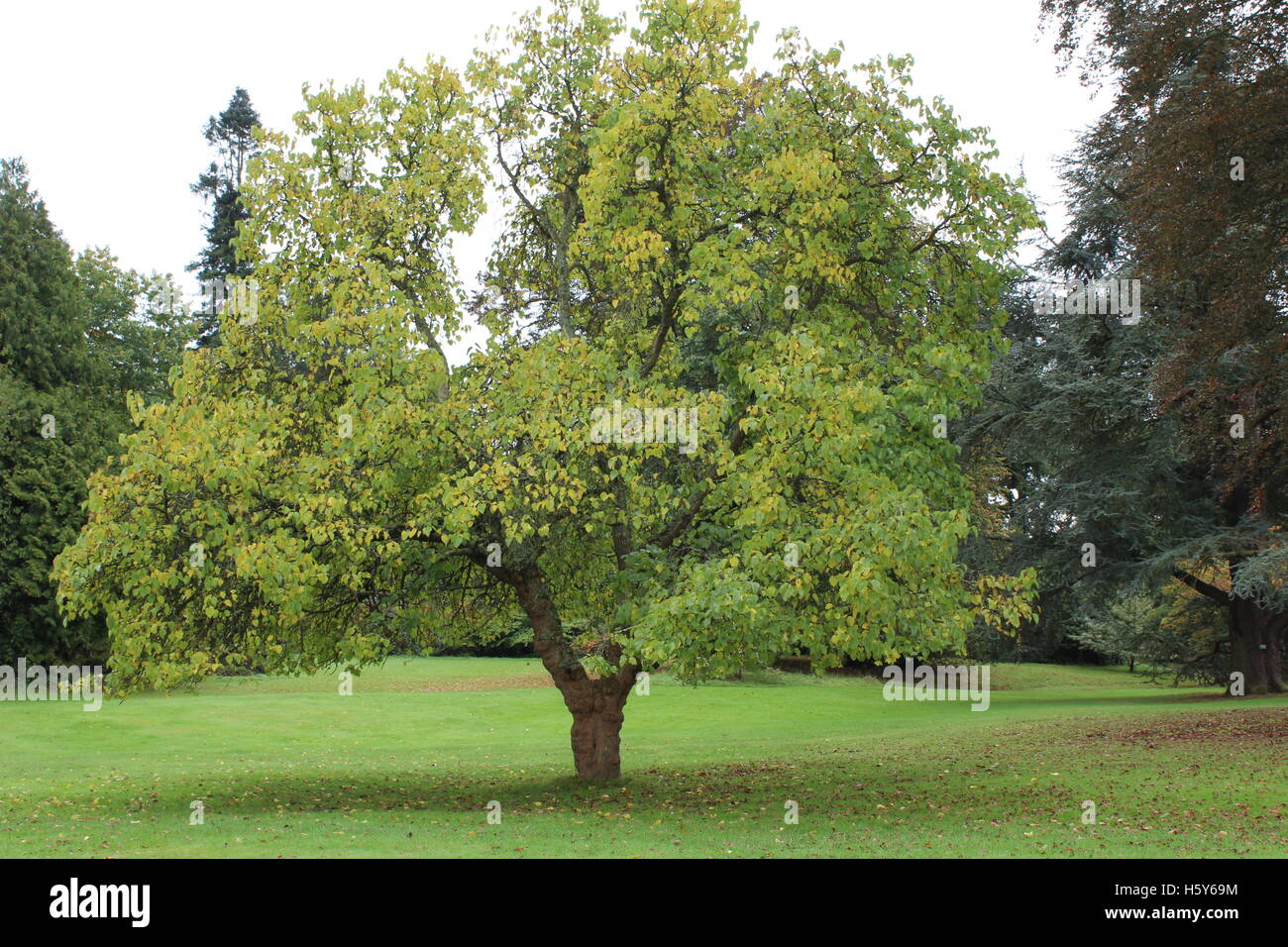 Tree deciduous field meadow hi-res stock photography and images - Alamy