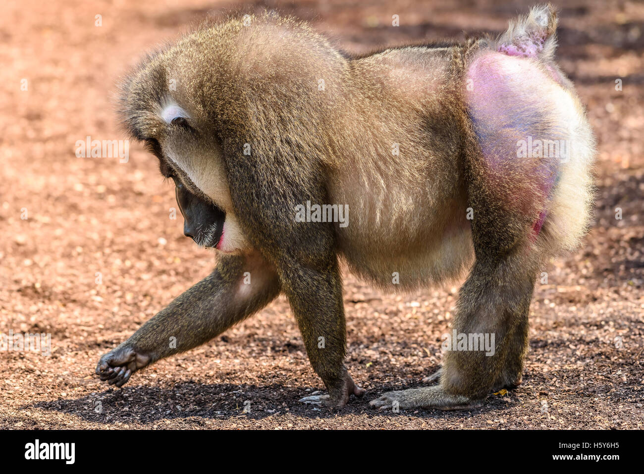 Drill monkey hi-res stock photography and images - Alamy