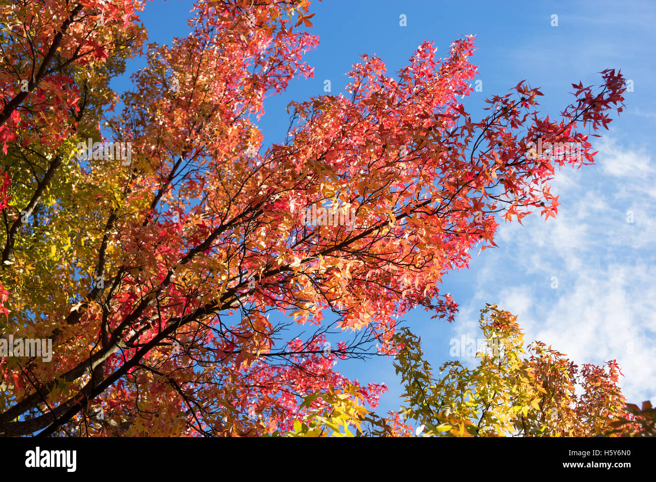 Colored maple tree in autumn Stock Photo Alamy