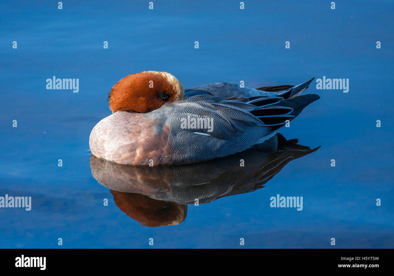 Catch 40 winks hires stock photography and images Alamy