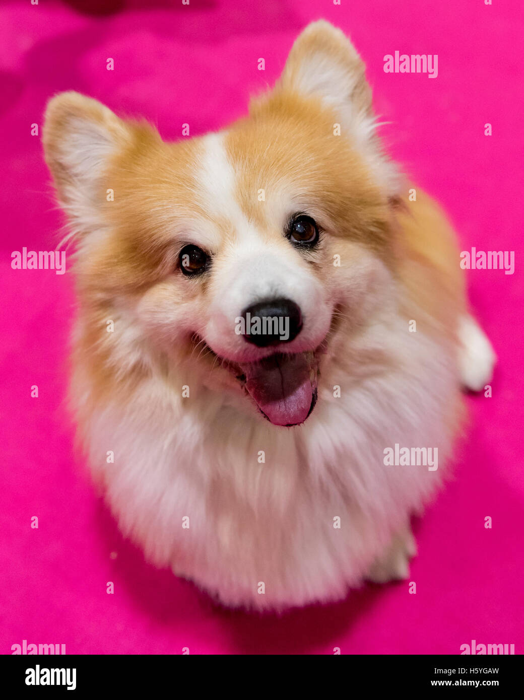 London, UK.  22 October 2016. A Welsh Pembroke Corgi poses.  Thousands of dog lovers visit the Excel Centre for the Eukanuba Discover Dogs show where over 200 breeds are on show, together with all dog related activities and accessories.  Credit:  Stephen Chung / Alamy Live News Stock Photo