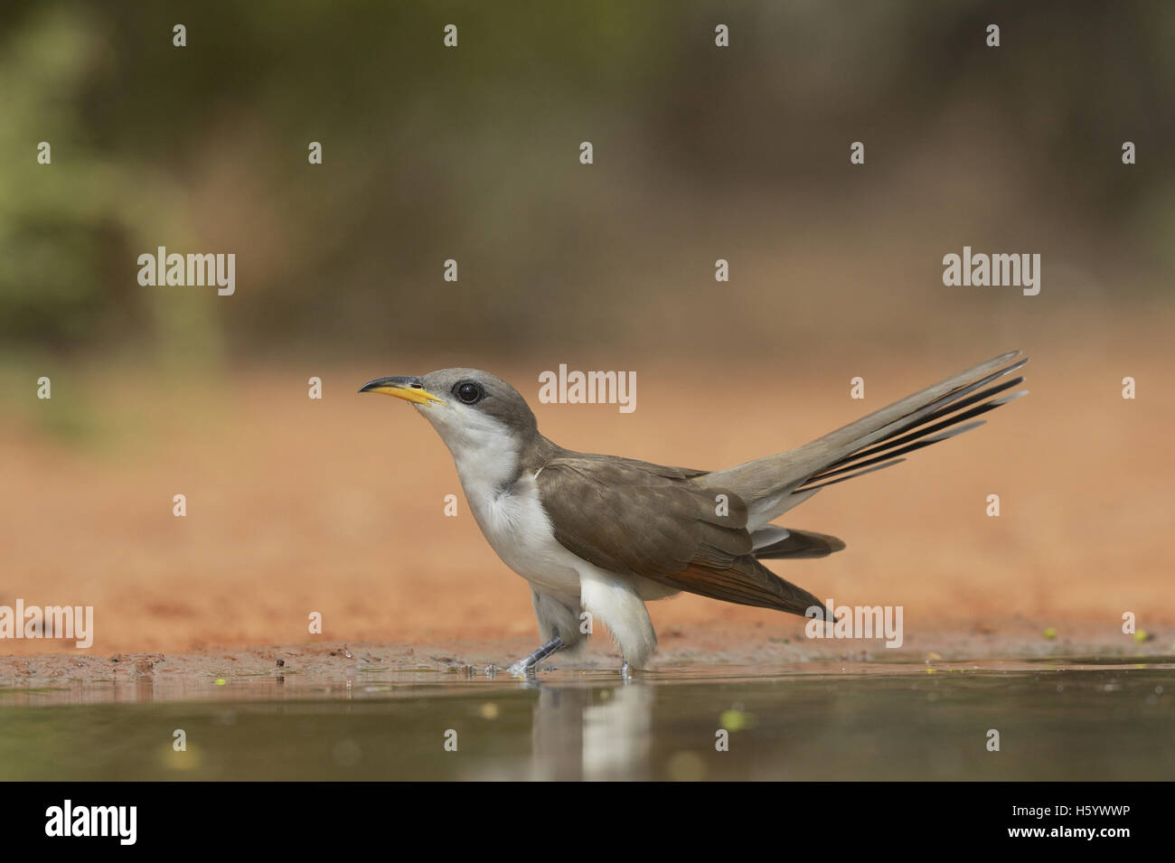 Yellow-billed Cuckoo (Coccyzus americanus), adult at pond drinking, Rio Grande Valley, South Texas, Texas, USA Stock Photo