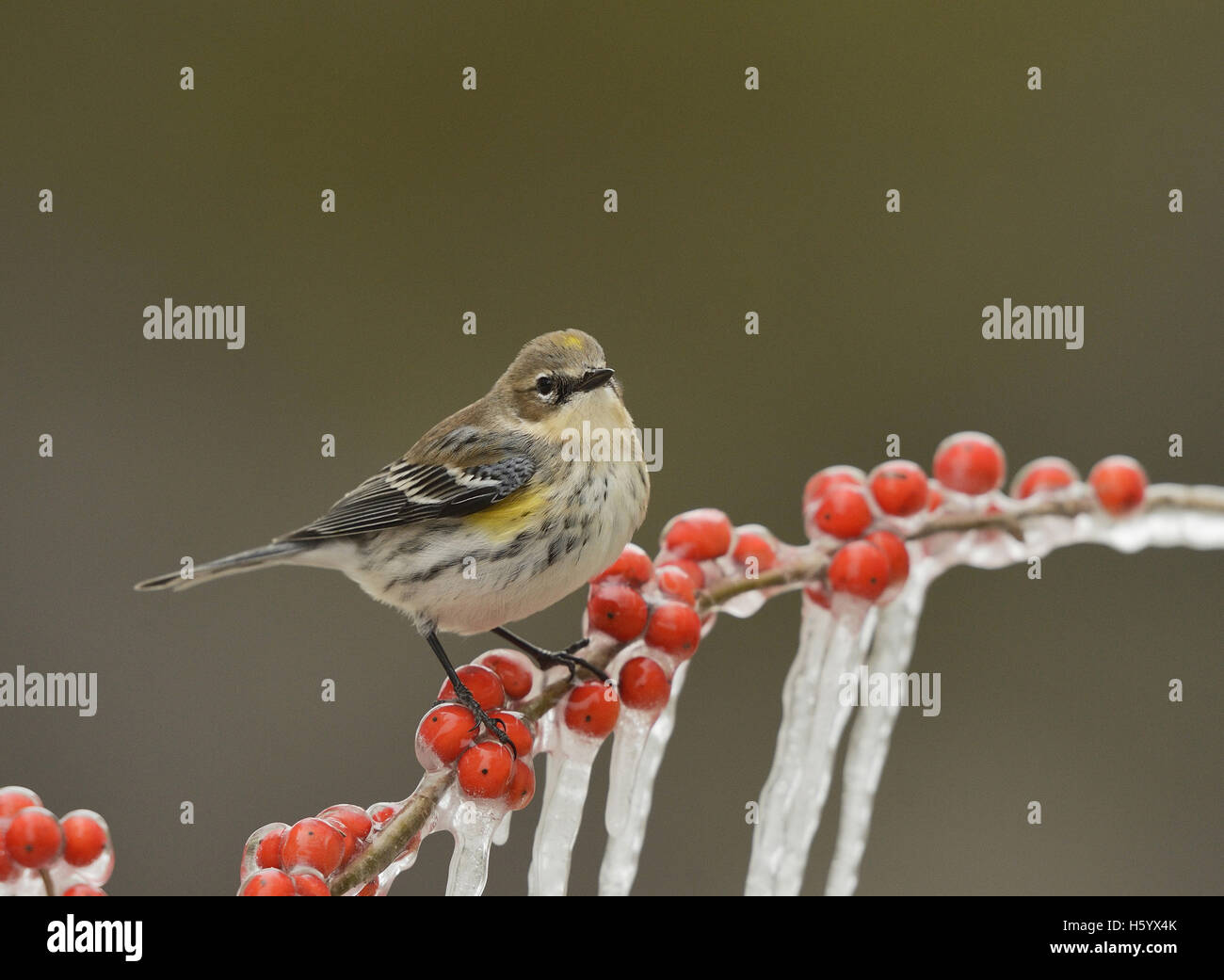 Yellow-rumped Warbler (Dendroica coronata),  adult perched on icy branch of Possum Haw Holly (Ilex decidua) with berries,Texas Stock Photo