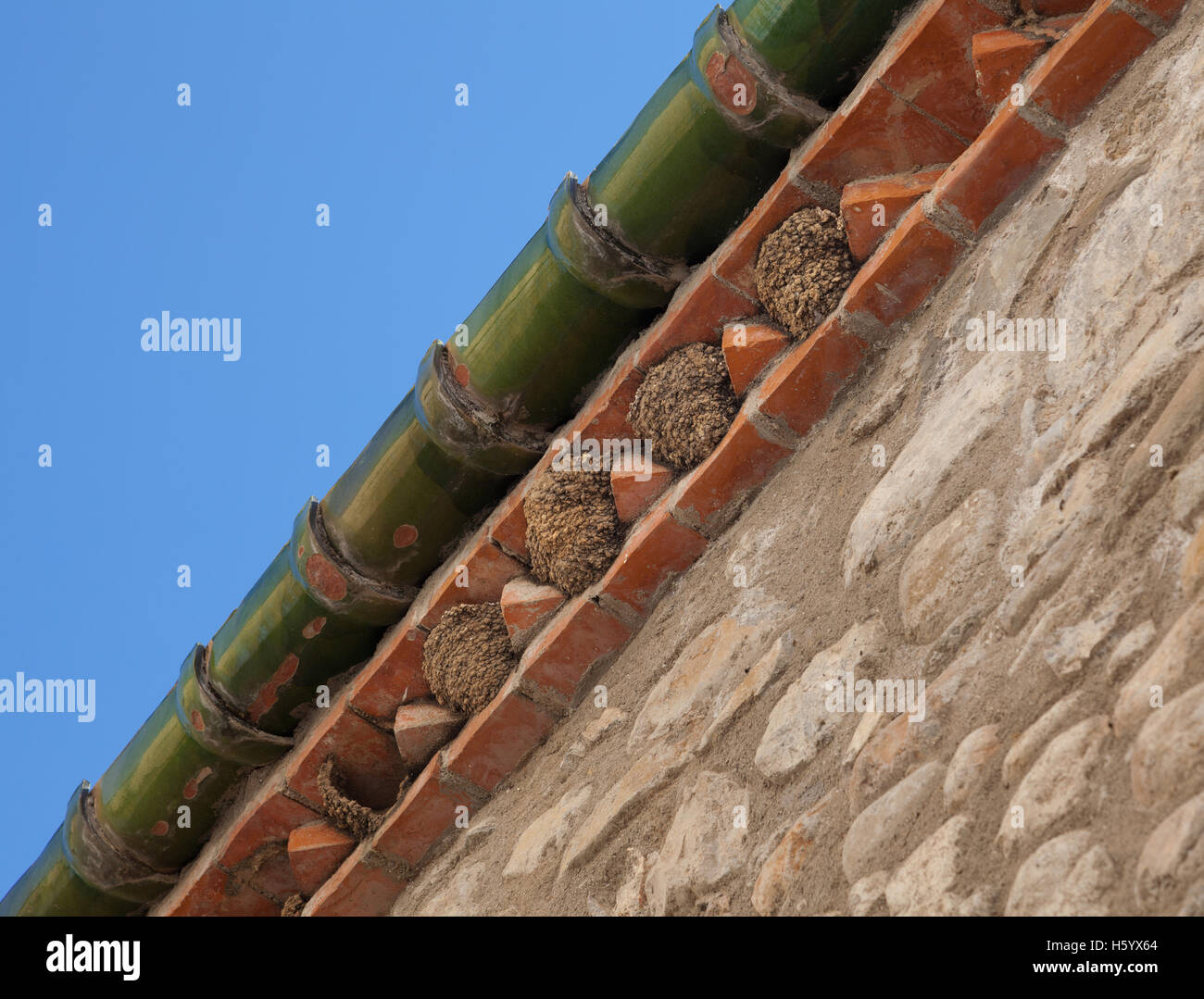 House Martin nests Stock Photo - Alamy