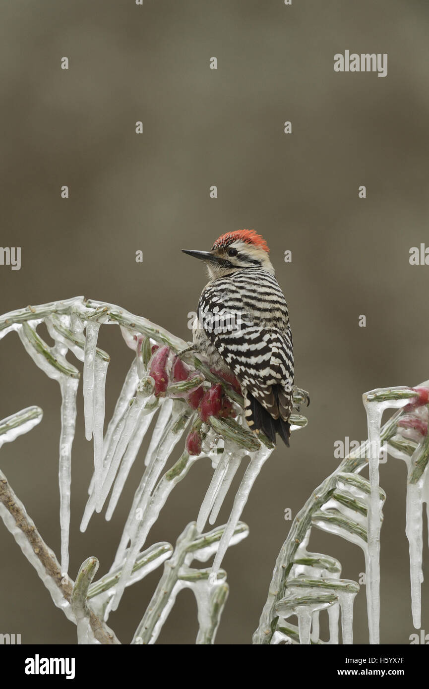 Ladder-backed Woodpecker (Picoides scalaris), adult male perched on icy branch of Christmas cholla (Cylindropuntia leptocaulis), Stock Photo