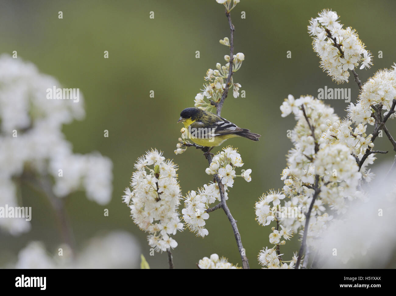 Lesser Goldfinch (Carduelis psaltria),  male perched on blooming Mexican Plum (Prunus mexicana) , Hill Country, Texas, USA Stock Photo