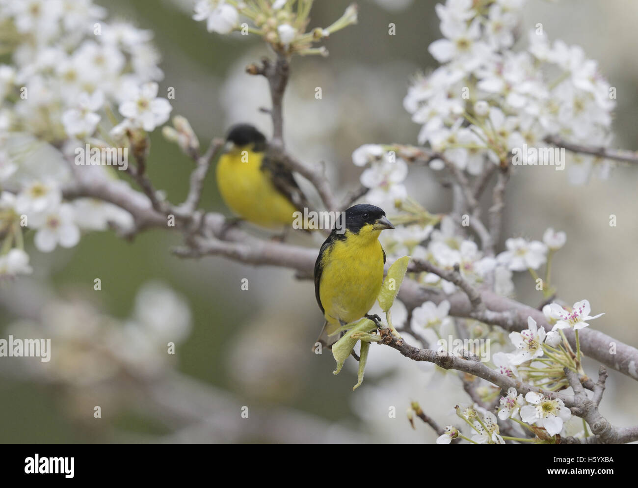 Lesser Goldfinch (Carduelis psaltria),  males perched on blooming Mexican Plum (Prunus mexicana) , Hill Country, Texas, USA Stock Photo