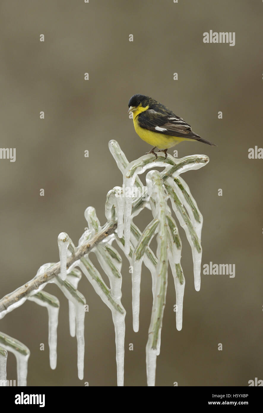 Lesser Goldfinch (Carduelis psaltria), adult male perched on icy branch of Christmas cholla, Texas Stock Photo
